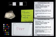 Foto (Objekt + Etikett) von Pithonoton marginatum (von Meyer, 1842)  (NHMW-GEO-2014-0194-0885)